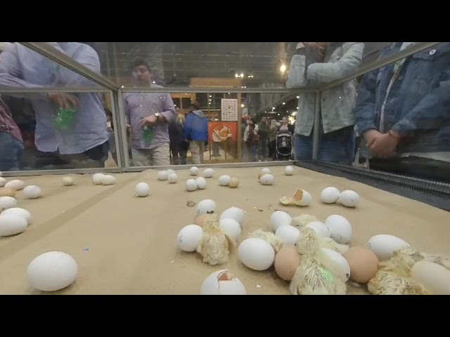 Hatchling Chicks VR180 3D, Houston Livestock Show 4k, Newborn Baby Chickens