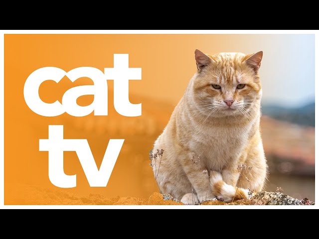 Relaxing Cat TV: 4 Hours of Bird Watching and Entertainment For Cats 🥳