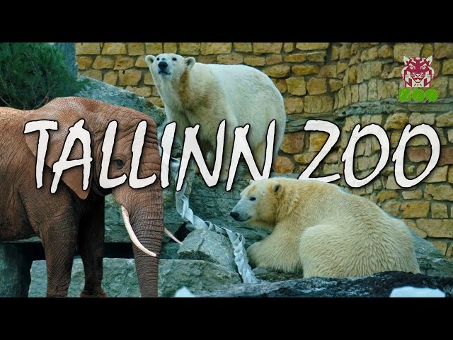 Tallinn ZOO | Polar Bear | Snow Leopard | African Elephant