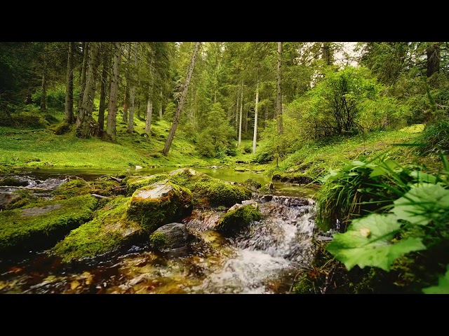 2 horas de sonidos de la selva, murmullos de agua y canto de pájaros