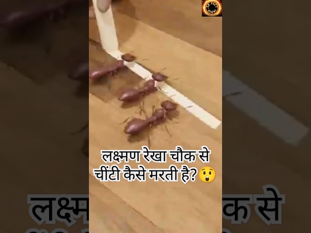 लक्ष्मण रेखा चौक से चींटी कैसे मरती है?😲 Fact#trending#ytshorts#lakshmanrekha#viralshort#interesting