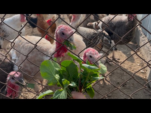 Turkeys EAT the RADİSH?! Turkey Eating Foods Experiment!