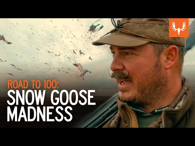 Snow Goose Madness | Road to 100