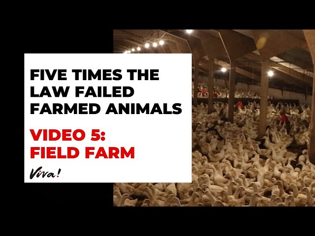 The #LawFails farmed animals | Field Farm | Viva! Investigations