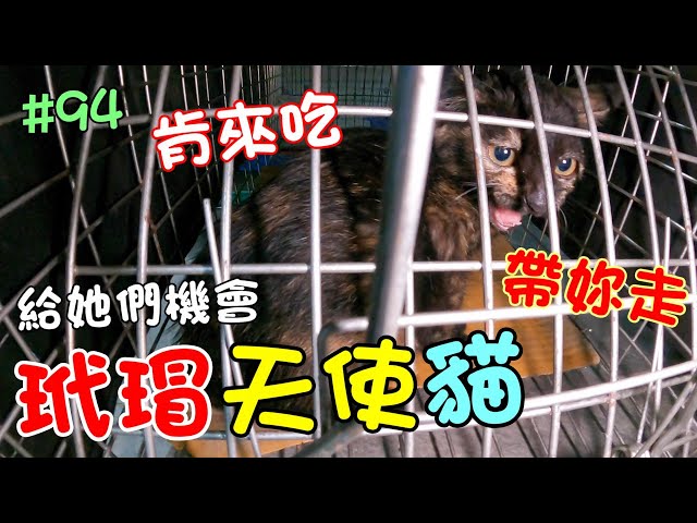 『玳瑁天使貓』肯來吃，帶妳回去 Cat Story#94