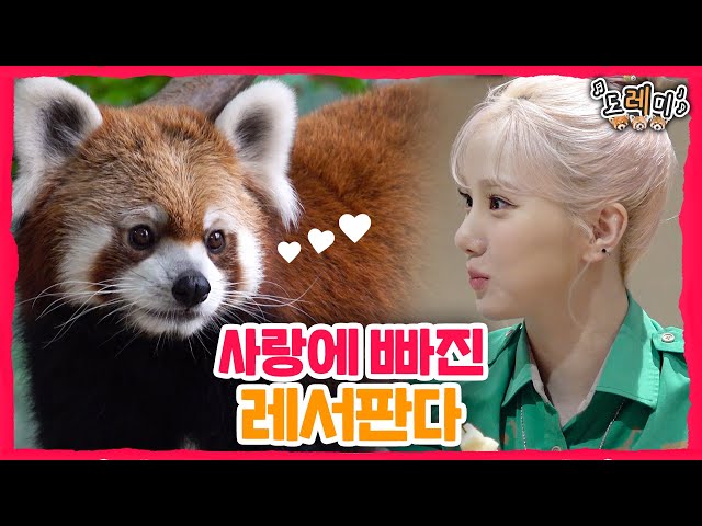 (SUB) VIVIZ EUNHA's Making Fruit Tanghulu For Lesser Panda🍎│Everland Red Panda