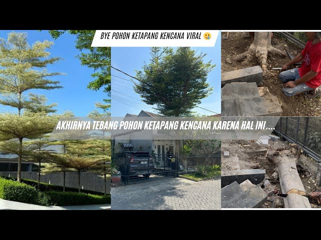 AKHIRNYA TEBANG POHON KETAPANG KENCANA KARENA HAL INI...