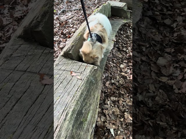 Zirkus mit Pomchi Samy im Offroad Terrain Wald Parcour #samymydog #pomchi #samymypochi