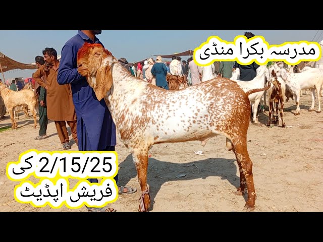 Madrasa Bakra Mandi update | makhi chena breeder our khasi bakre | Qurbani 2025 | gillani goat farm