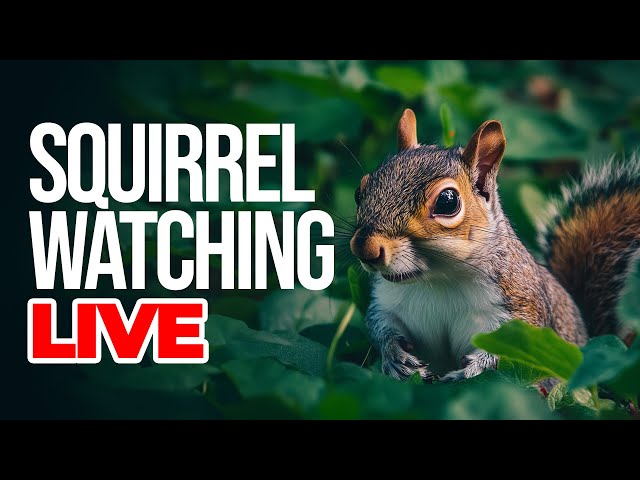 🔴  Squirrel Livestream for Pets to Watch | 🐿️ 📺 Relaxing Nature Stream with Soothing Sleep Music