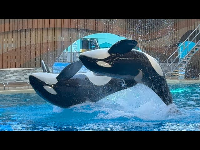 Orca Encounter (Full Show in 4K + Captured With iPhone 16 Pro) | SeaWorld Orlando | January 5, 2025