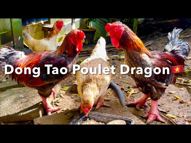 Dong Tao Poulet Dragon