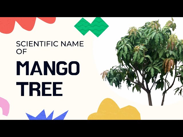 MANGO TREE | Scientific Name Collections 2022