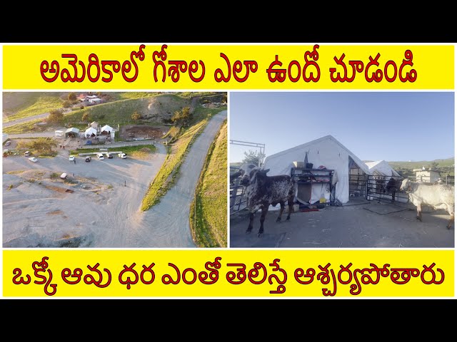 Gosala in America || Krishna temple in  USA || Telugu vlogs || desi cows USA || #gosala #savefarmer