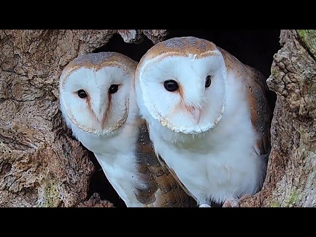 Owl Mum Brings Up Chicks After Dad Dies | Full Story | Gylfie & Finn | Robert E Fuller