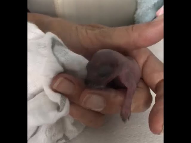 Tiny Baby  Squirrel sucks my finger, mistakes me for its bottle ! Rescued Baby only days old .