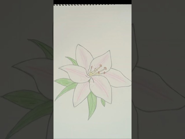 how to draw Masterpiece of a Lily | Beginner-Friendly Flower Artwork step by step tutorial