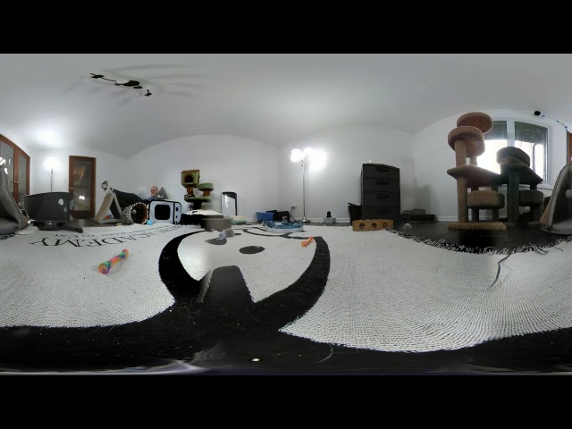 Kitten 360 VR - 2017-10-01