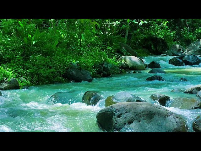 Beautifull Forest River Relaxing water sound 24/7. Nature sounds white noise for sleeping