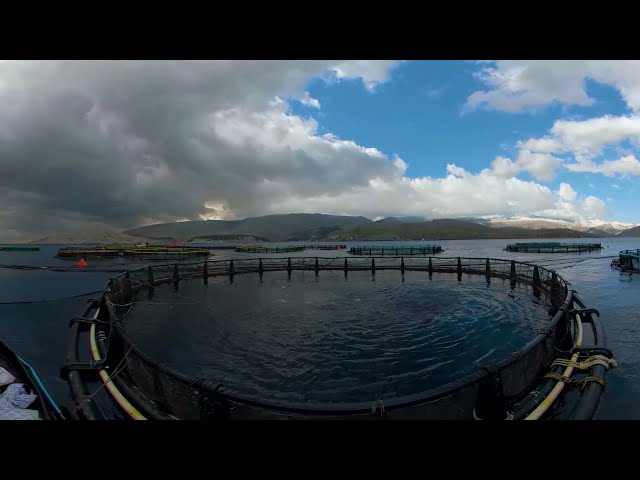 BlueGeneration | Virtual Reality Video #1-Aquaculture