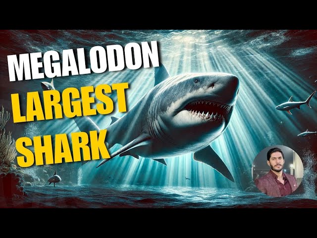 Megalodon: How the World’s Largest Shark Went Extinct and Could It Still Be Alive?🦈🌊❓🔍✨