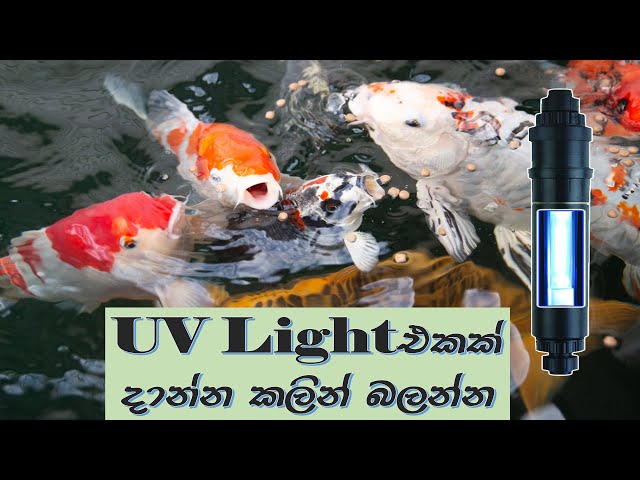 පොන්ඩ් එකකට/මාලු ටැංකියට UV Light එකක් දාන්න කලින් අනිවාර්යයෙන්ම බලන්න