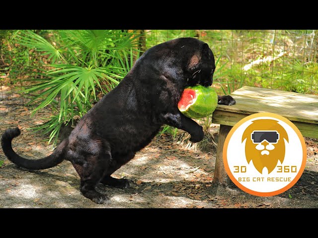 Big Cats & Watermelons! in 3D 180VR