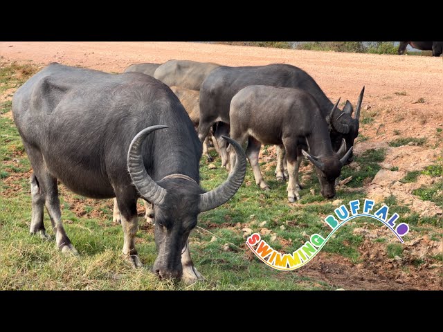 Pets & Animals / Animal Shelter | Buffaloes Take Their Babies Swimming In The River ( 4K )