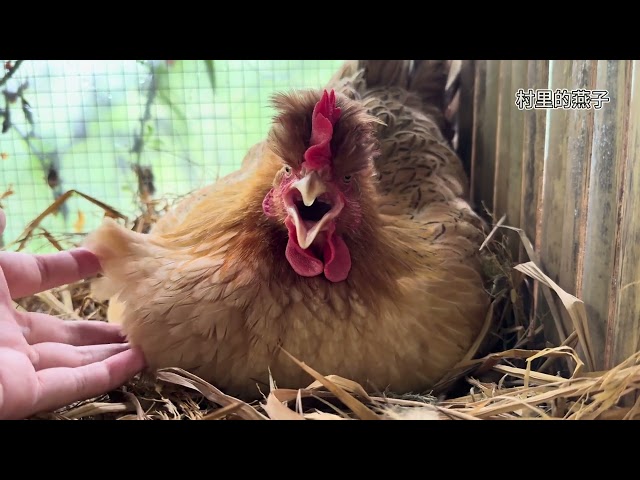 Is pig-squeaking hereditary Children who used to squeal like chickens also learned to squeal...