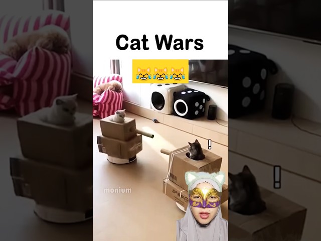 Funny cat tank wars 😹😹 #shorts #cat #cute #funny #viralvideo #shortfeed #animals #cat