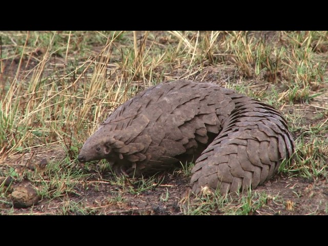 Pangolin close-up video-4k Nature (Ultra HD) | Nature's Sweet Tales.