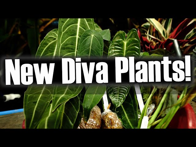 Special New Plants! Unboxing Fancy Houseplants