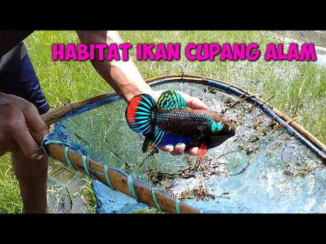 Wow" this place is the habitat of Betta fish !  catching big wild Betta fish in mini lake