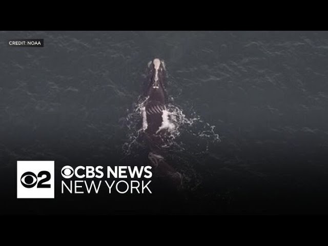 Newborn North Atlantic right whale spotted off Tri-State Area shores