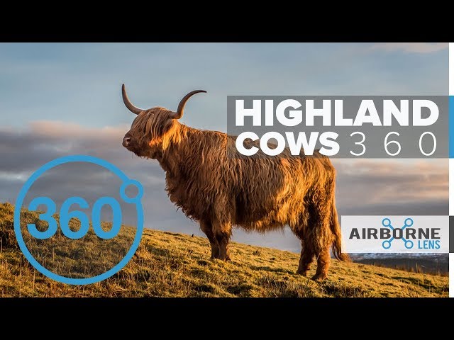 360 VIDEO: Highland Cows 4K