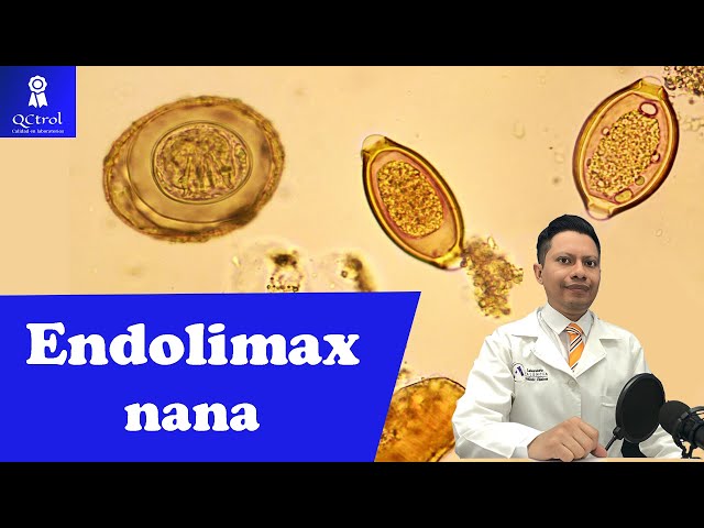 Meet Endolimax nana: Morphology and CLUES for its identification, Parasitology Laboratory