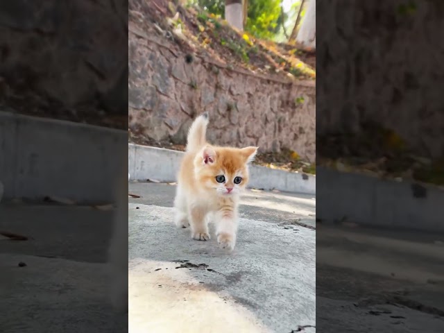 Cute kitten 🤗🥰🥰 #kitten #cutecats #babycat #shorts #catfancy