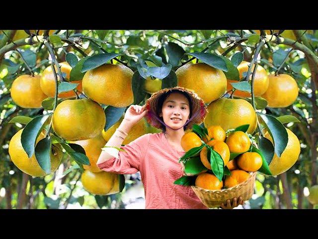 Country Girl's Journey: Harvesting Tangerines & Selling Fresh Fruits | Linh Đan’s Farm Life