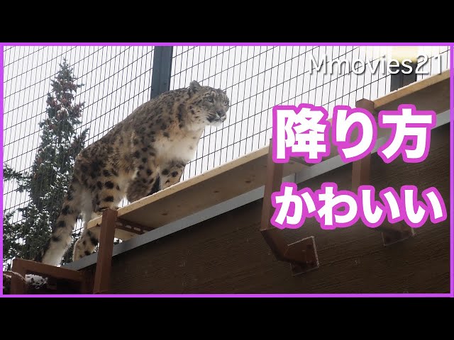 Snow Leopard walks on the catwalk