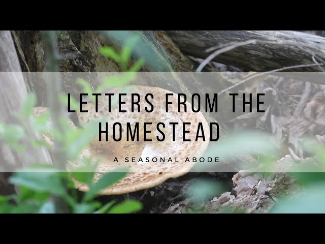 Letters from the Homestead Episode 3 || Slow Living | Homesteading | Slow Living Vlog | Simple Life