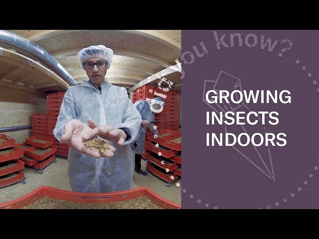 The World's First Organic Mealworm Farm | Look Inside (360 Video)