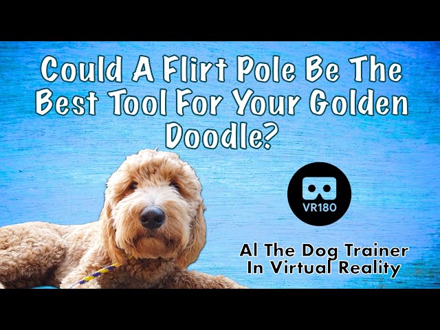 Could a Flirt Pole Be the Best Toy for your Golden Doodle? In Virtual Reality!