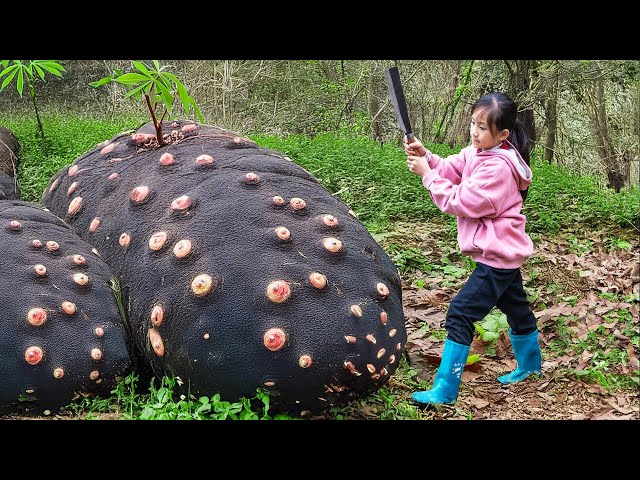 Harvest Giant Cassava with New Friend, Cook Delicious Cassava Dishes to Survive in The Deep Forest