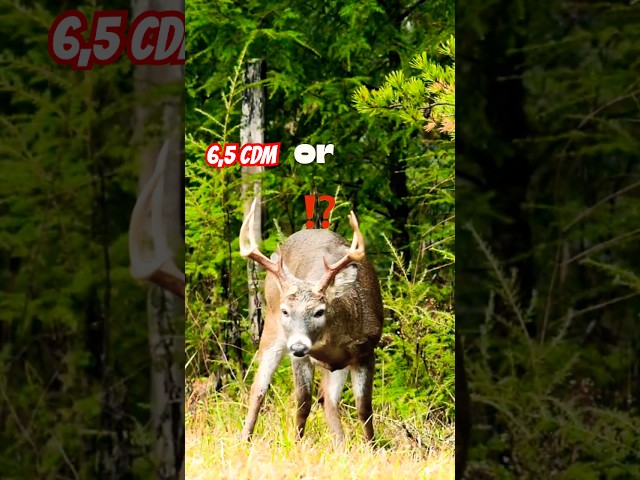 Is THIS Deer Cartridge the Perfect Fit for Your Hunting Style?