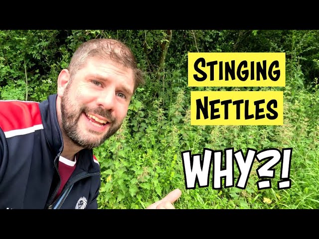 Stinging Nettles. Why do they sting and what can you do about it?