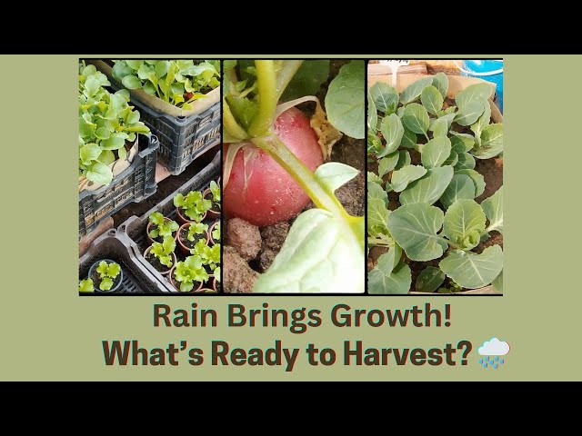 "Rainy Day Garden Tour! Rooftop Veggies Growing Strong 🌱☔"