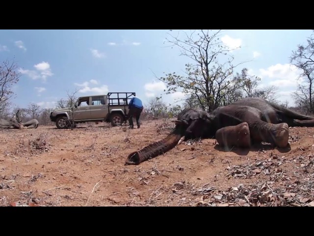 360 video - Elephant Conservation Film South Africa - Natures Racers