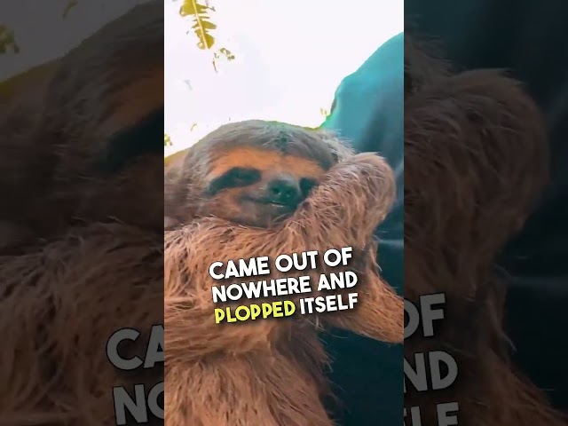 Sloth Being Cozy