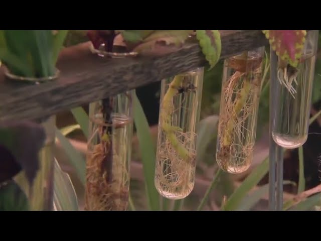 South Bronx school celebrates opening of hydroponic classroom