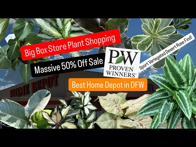 Big Box Store Plant Shopping Home Depot Massive Plant Sale Proven Winner Plants 50% Off Plant Finds